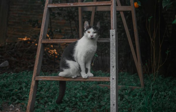 Essential Tips for a Fun and Safe Camping Trip with Your Furry Best Friend